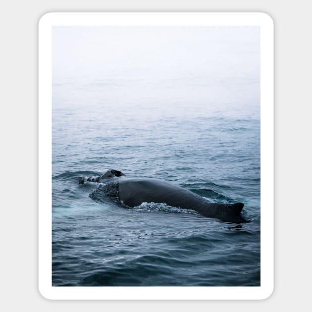 Humpback whale in the minimalist fog - photographing animals Sticker by regnumsaturni